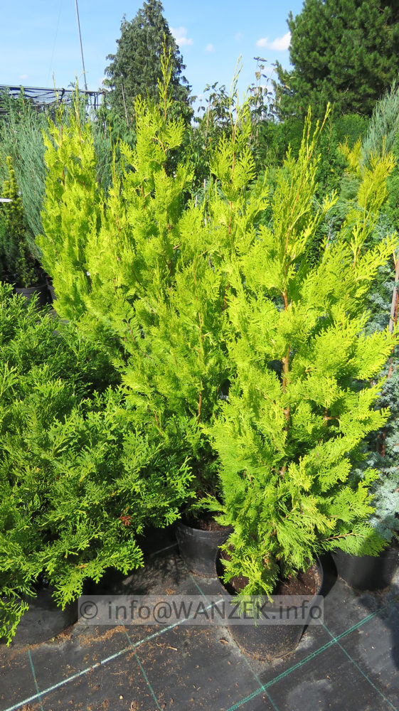 Platycladus orientalis Pyramidalis Aurea 001.JPG